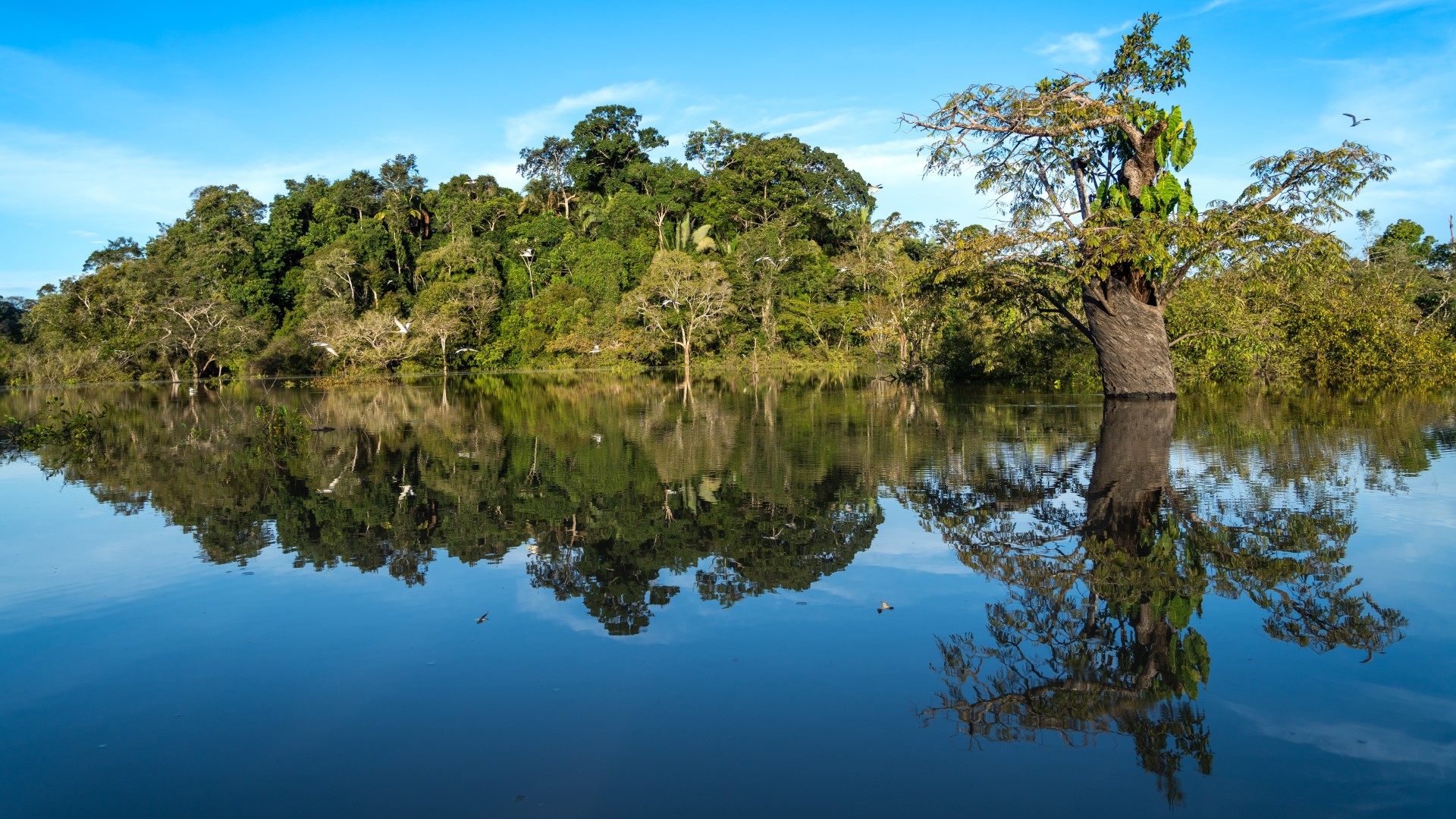 Árvores da floresta amazônica refletida na água do rio. Fundo Florestas Tropicais para Sempre busca proporcionar às nações com florestas tropicais pagamentos em larga escala, previsíveis e baseados em desempenho, com o objetivo de manter e ampliar a cobertura florestal - Foto: Getty Images